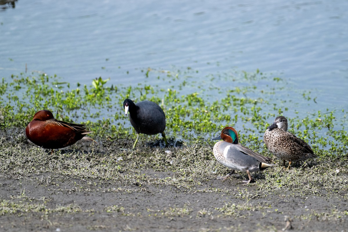 Green-winged Teal - ML616241500