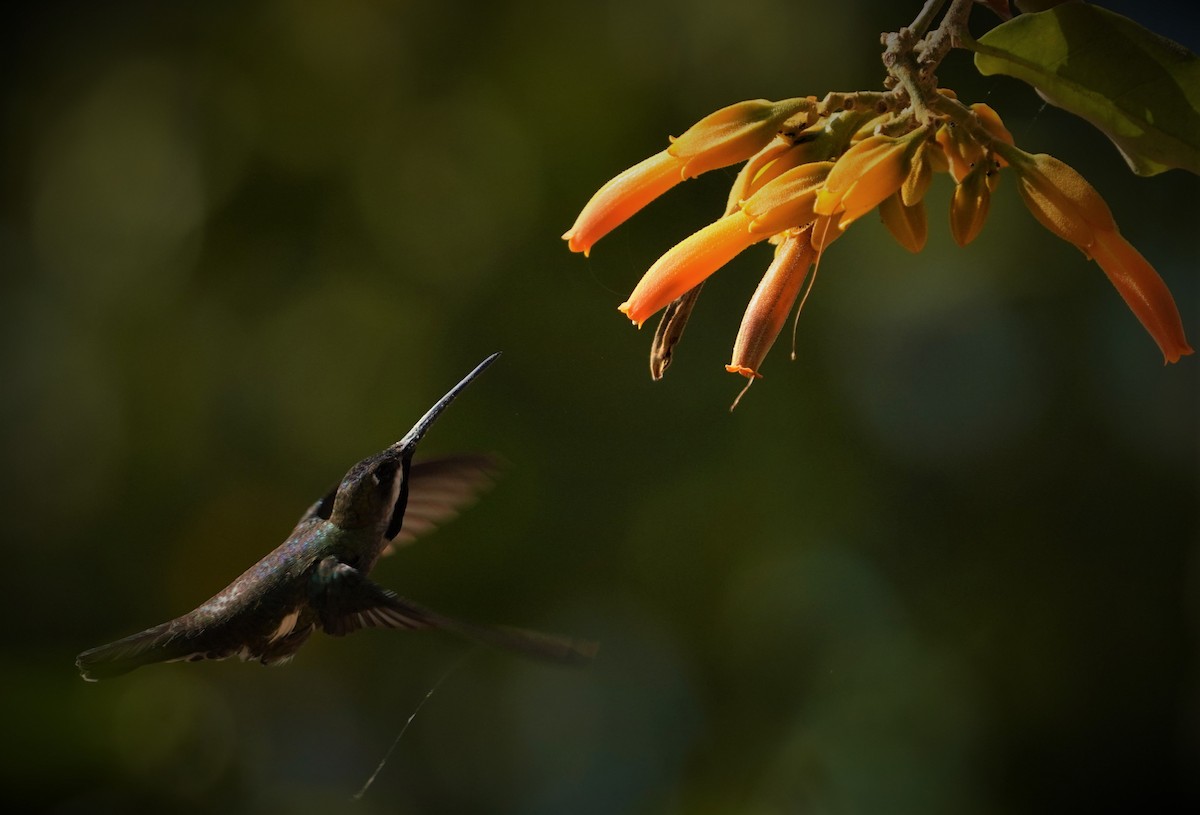 Long-billed Starthroat - ML616241502