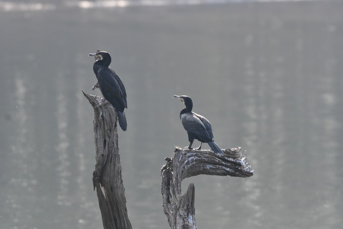 Cormorán Grande - ML616241514