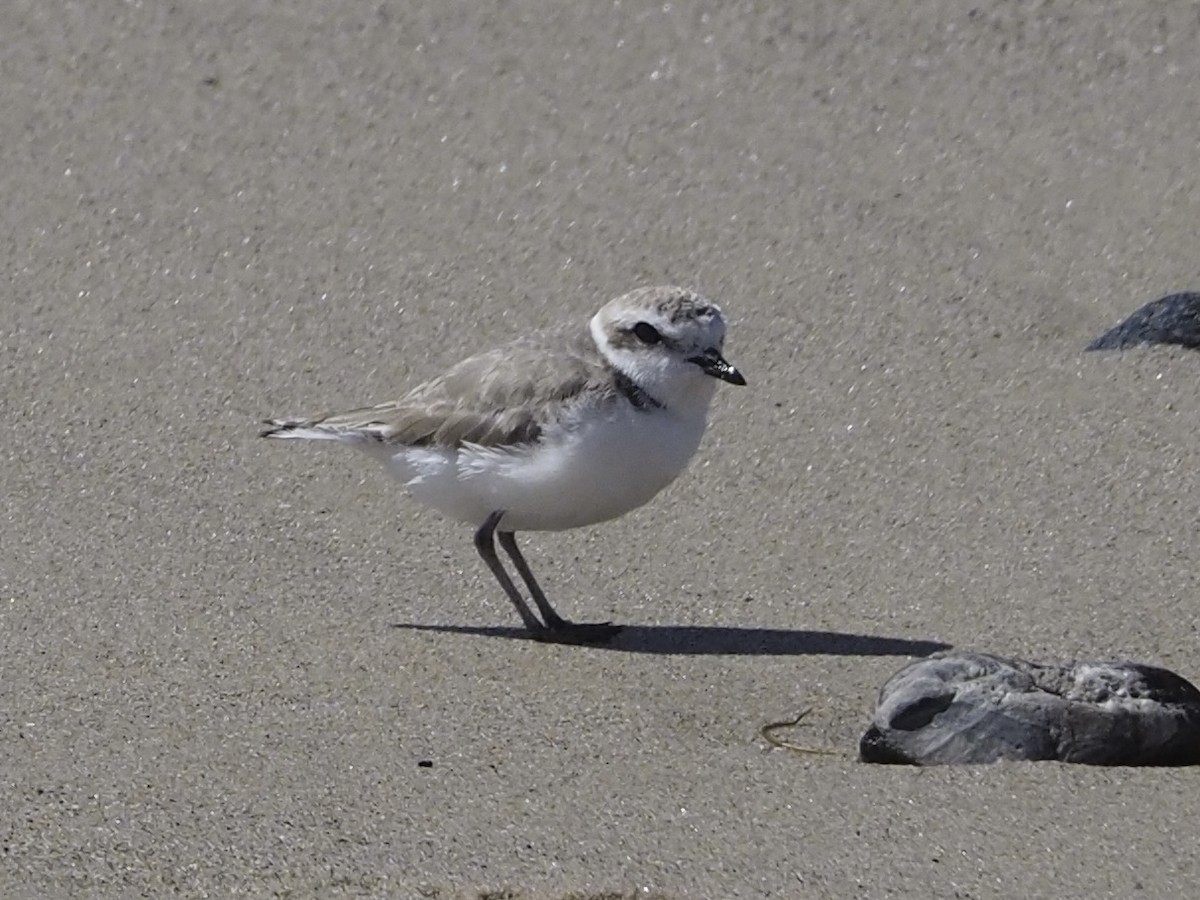 Snowy Plover - ML616241545