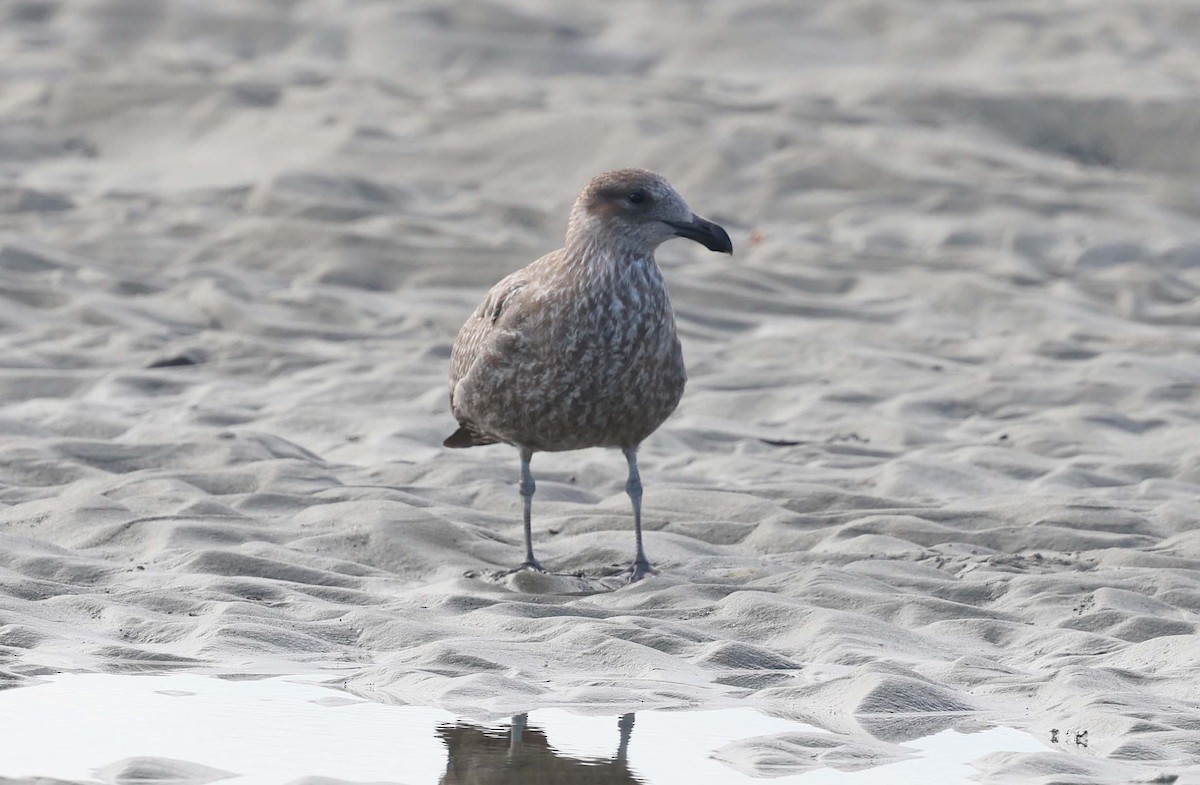 Kelp Gull - ML616241566