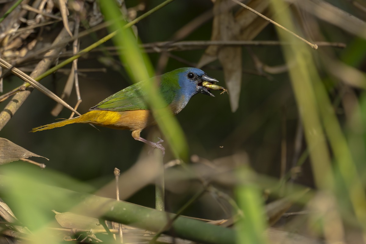 Pin-tailed Parrotfinch - Senkethya Sar