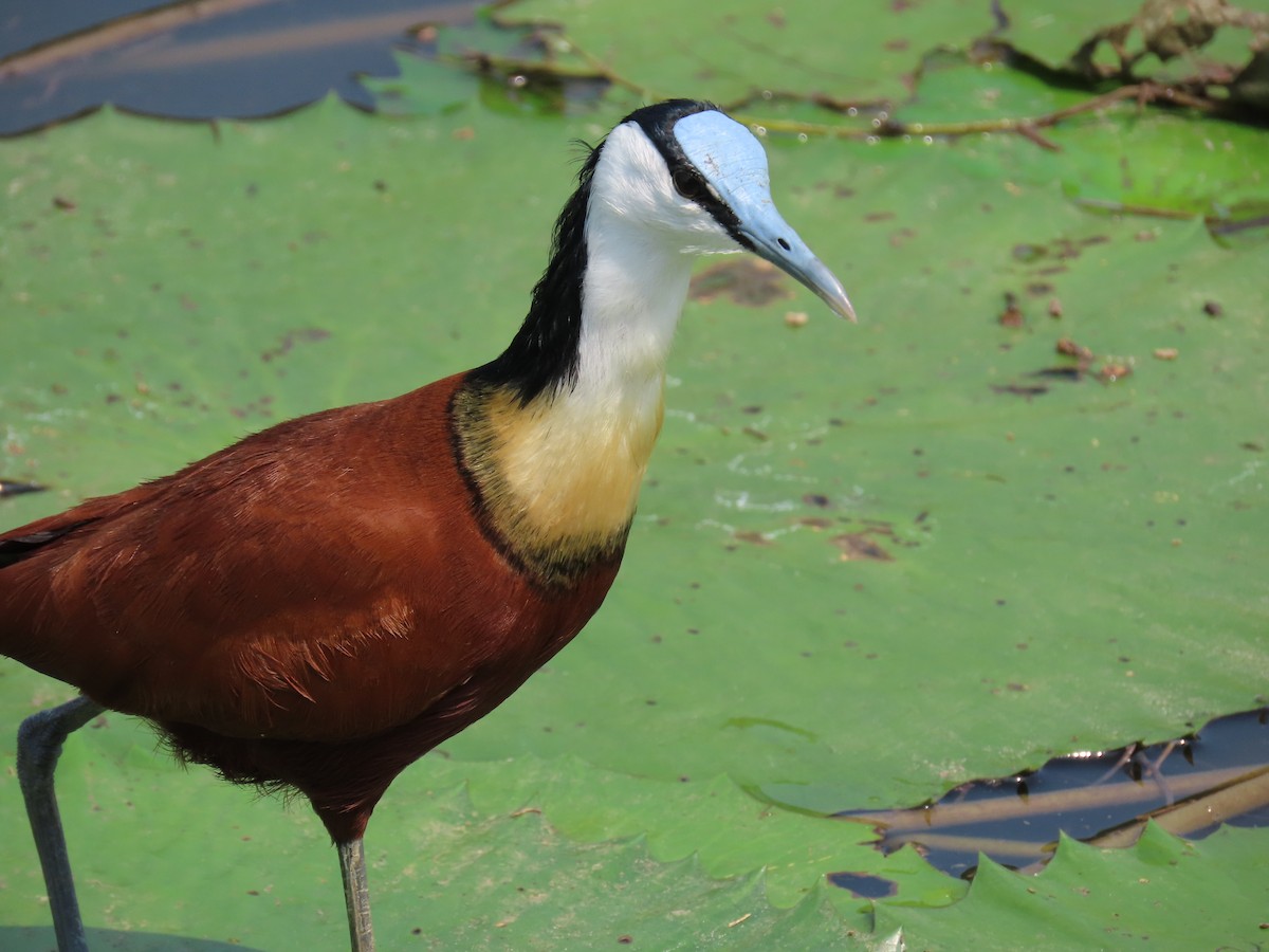 Jacana à poitrine dorée - ML616241594