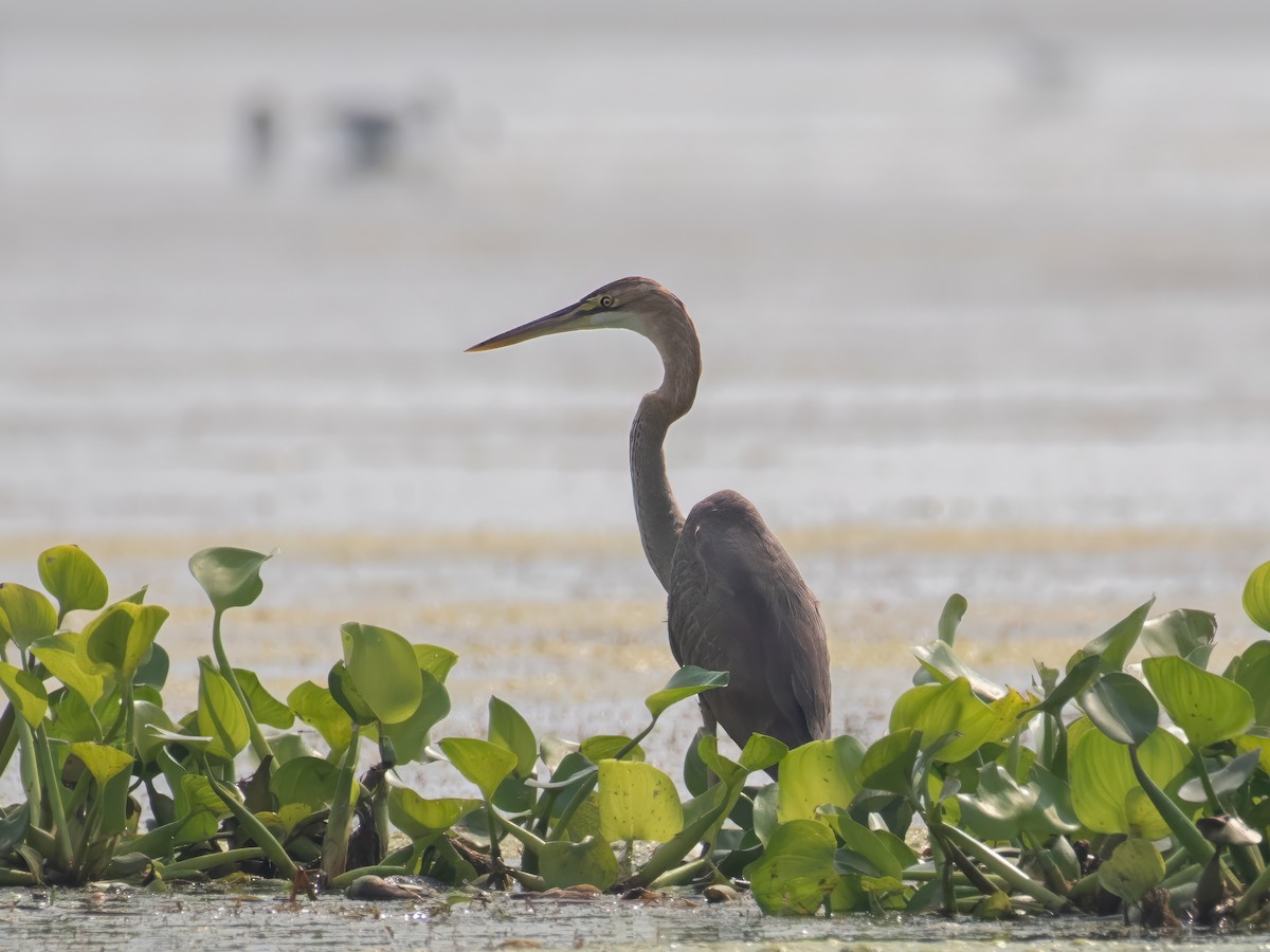 Purple Heron - ritwick bhattacharyya