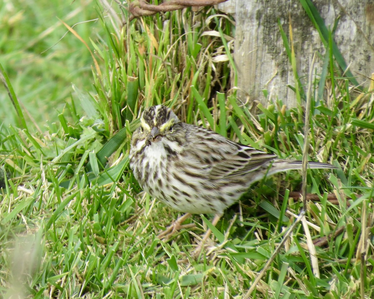 Savannah Sparrow - ML616241641