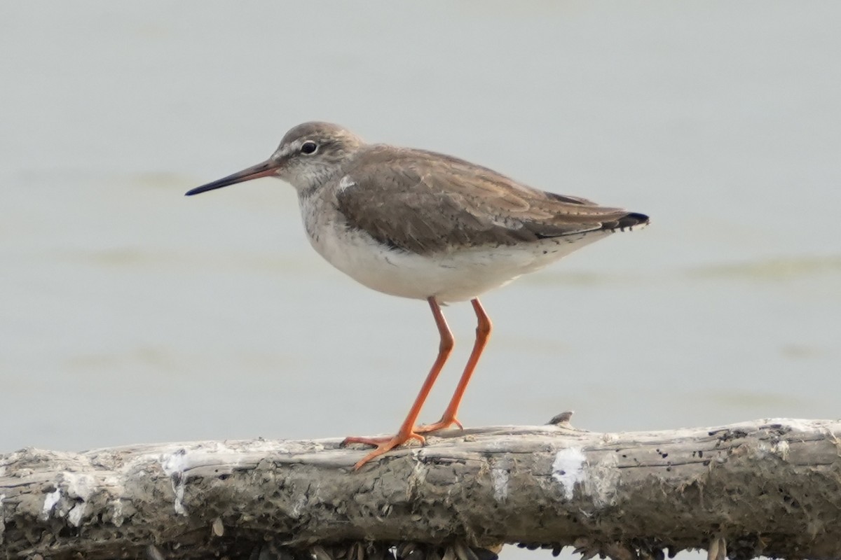 Common Redshank - ML616241645