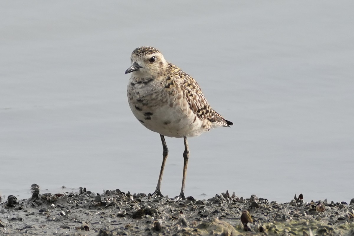 Pacific Golden-Plover - ML616241648