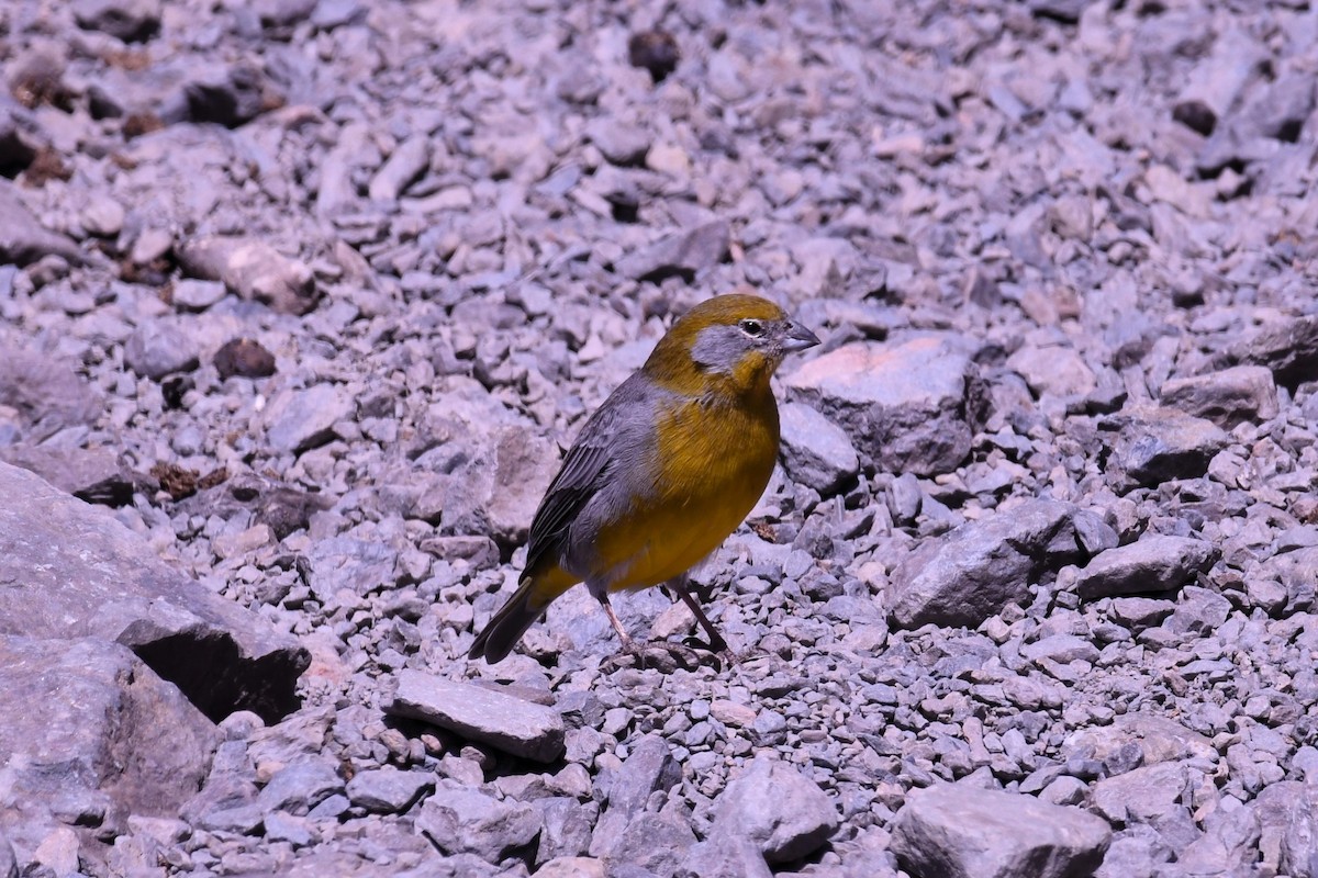 Sarı Sokumlu Kanarya İspinozu - ML616241652