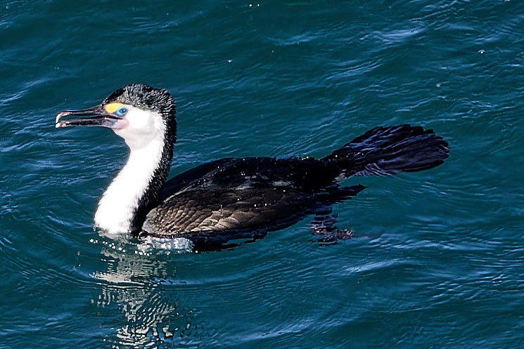 Pied Cormorant - ML616241675