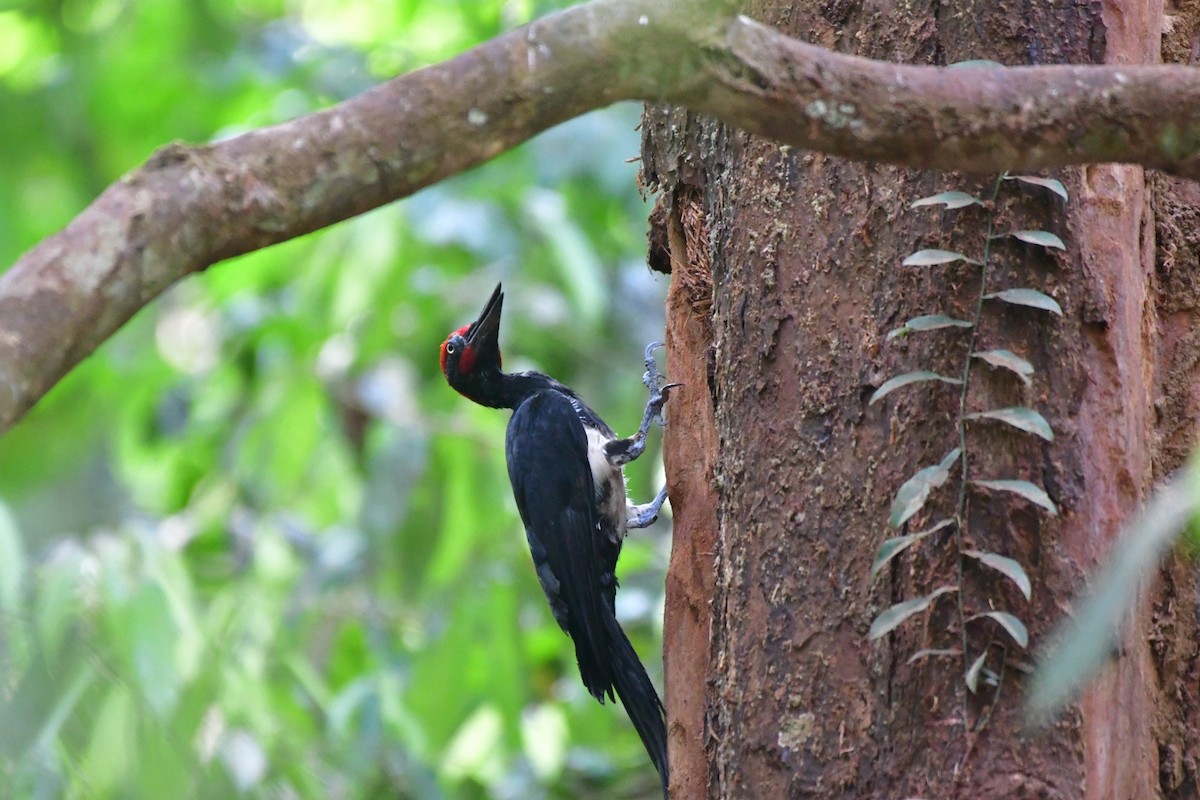 White-bellied Woodpecker - ML616241706