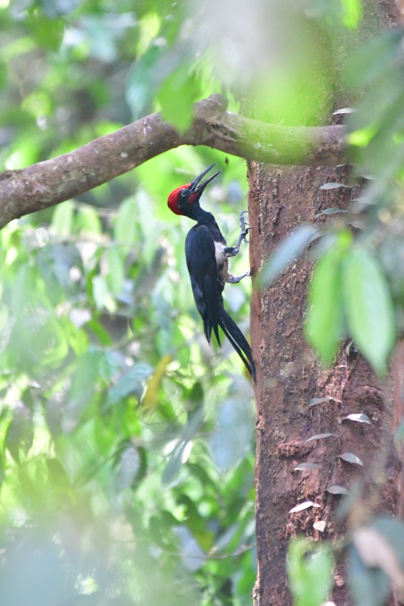 White-bellied Woodpecker - ML616241707