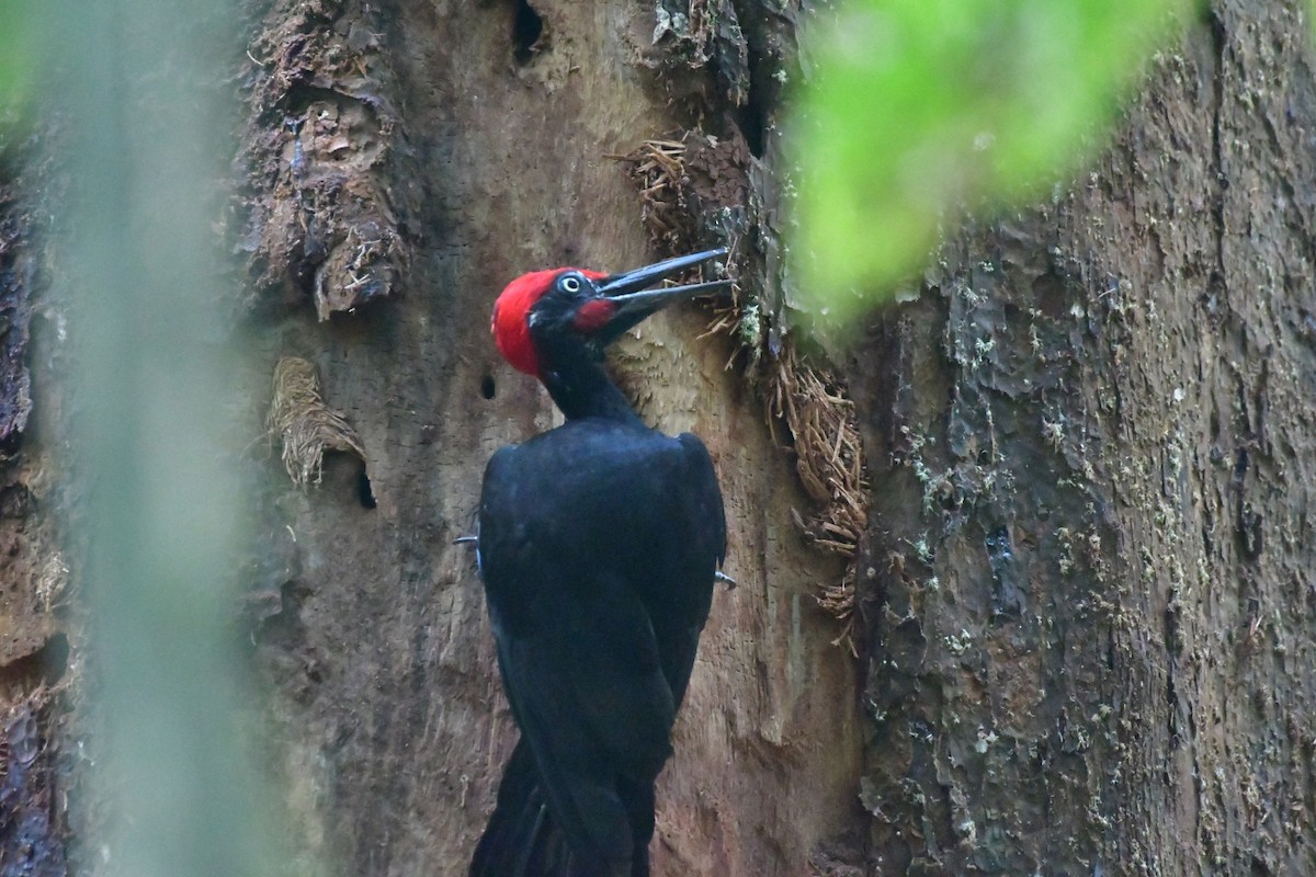 White-bellied Woodpecker - Pinto Paul Joshi