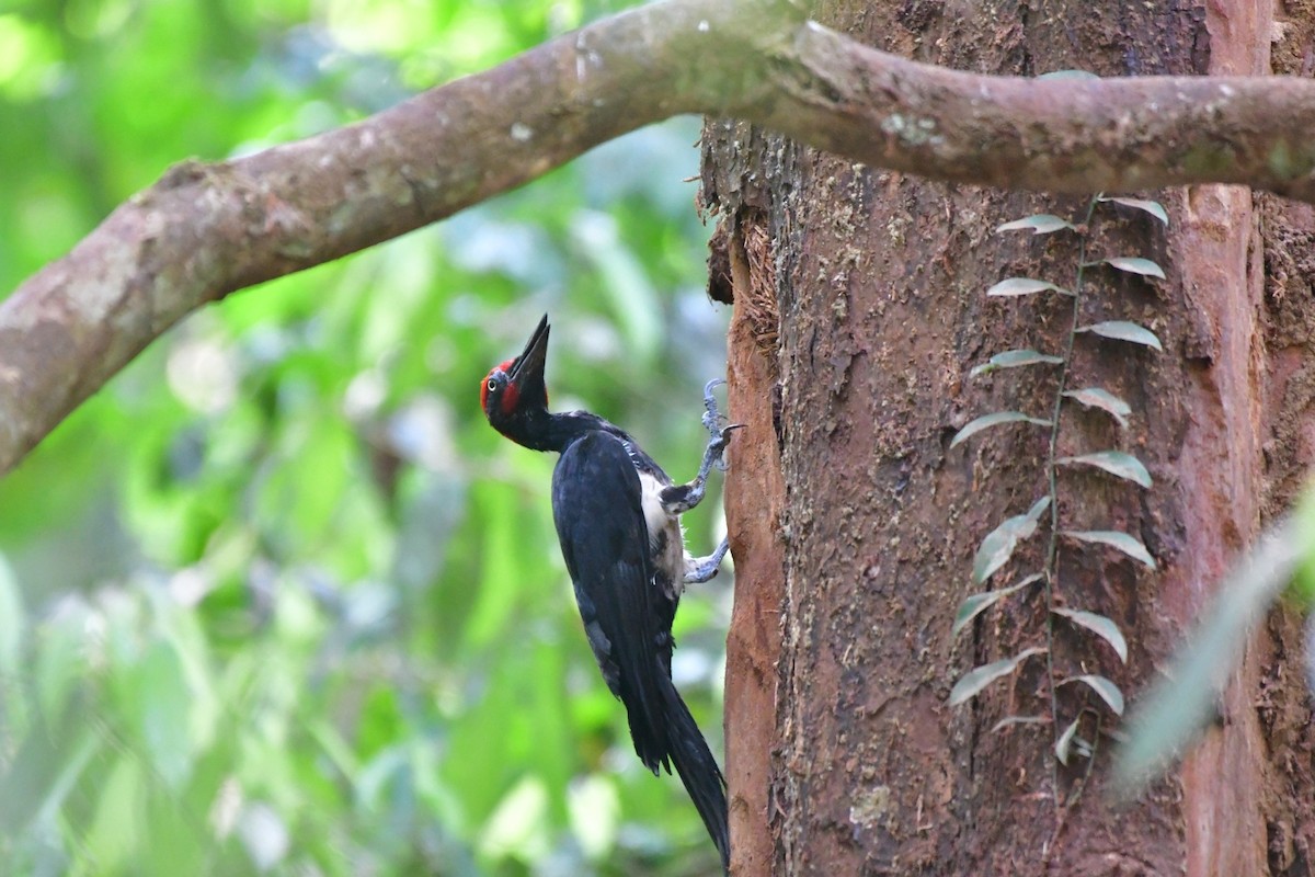 White-bellied Woodpecker - ML616241709