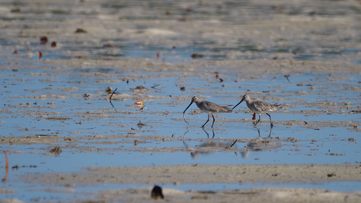 Asian Dowitcher - ML616241726