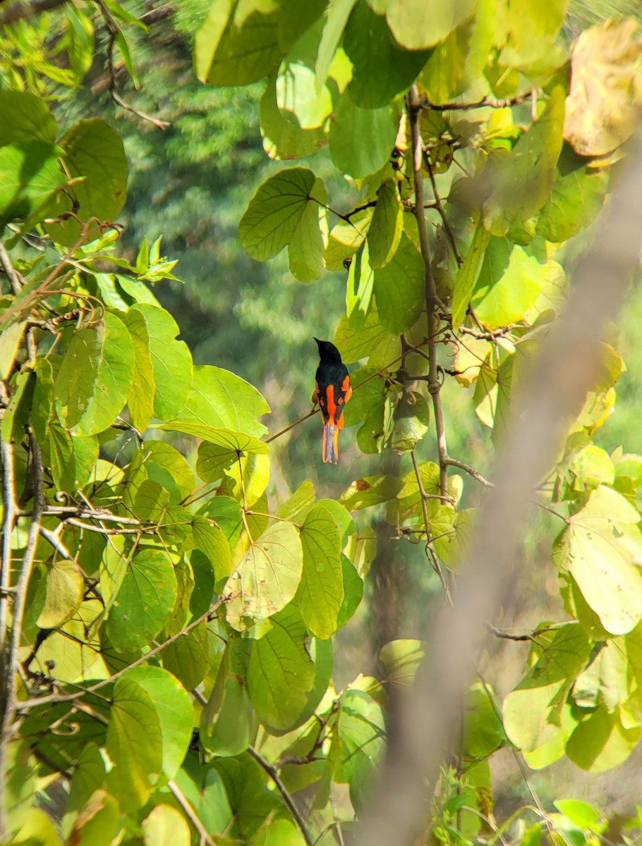 赤紅山椒鳥 - ML616241730