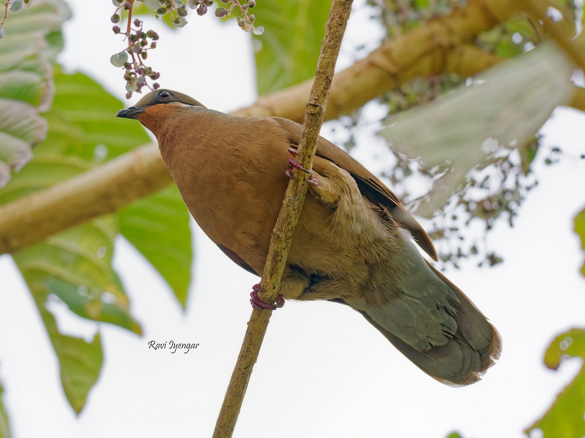 White-eared Brown-Dove - ML616241739