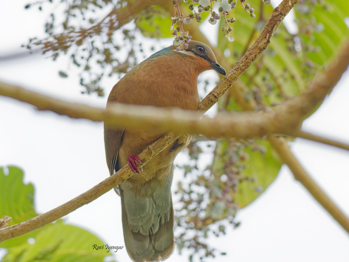 White-eared Brown-Dove - Ravi Iyengar