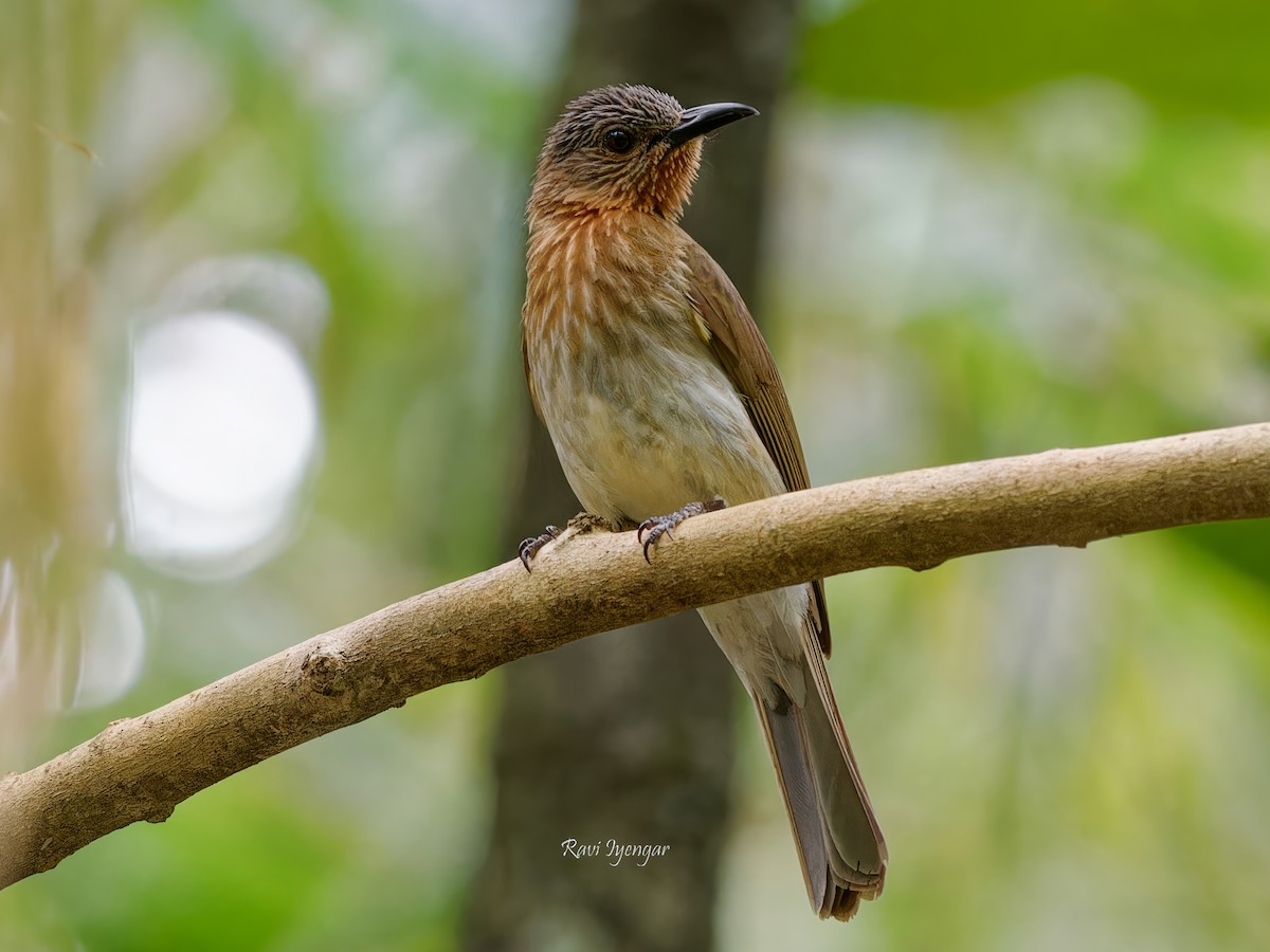 Philippine Bulbul - ML616241742