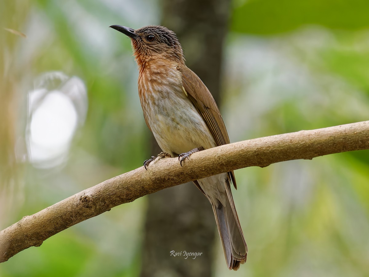 Philippine Bulbul - ML616241743