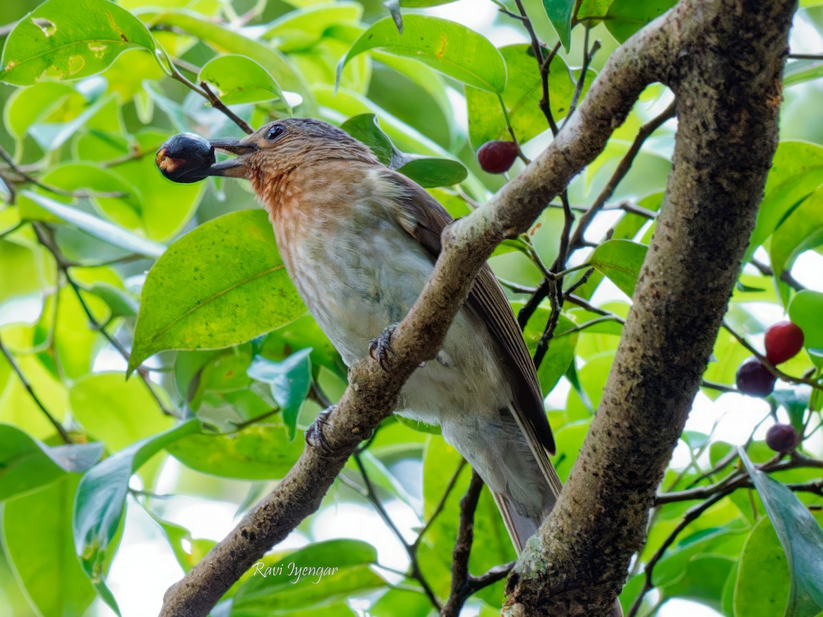 Philippine Bulbul - ML616241744