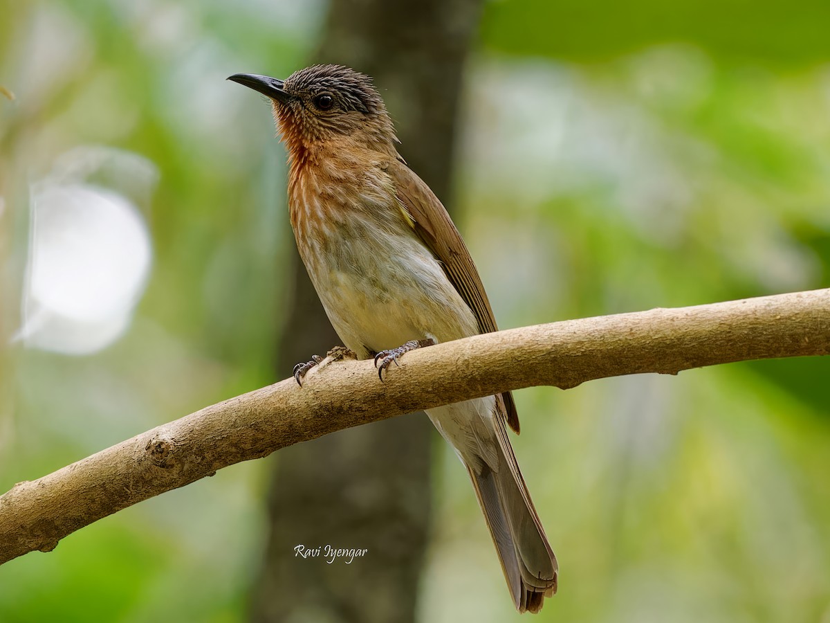 Philippine Bulbul - Ravi Iyengar