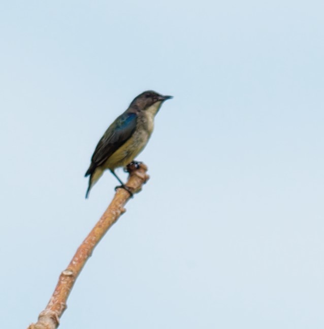 Pygmy Flowerpecker - ML616241757