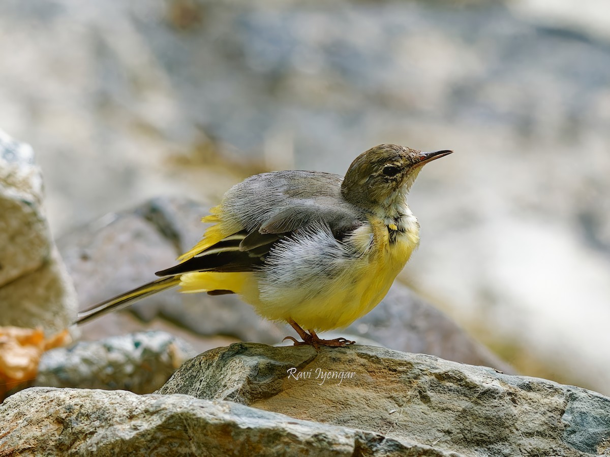 Gray Wagtail - ML616241758