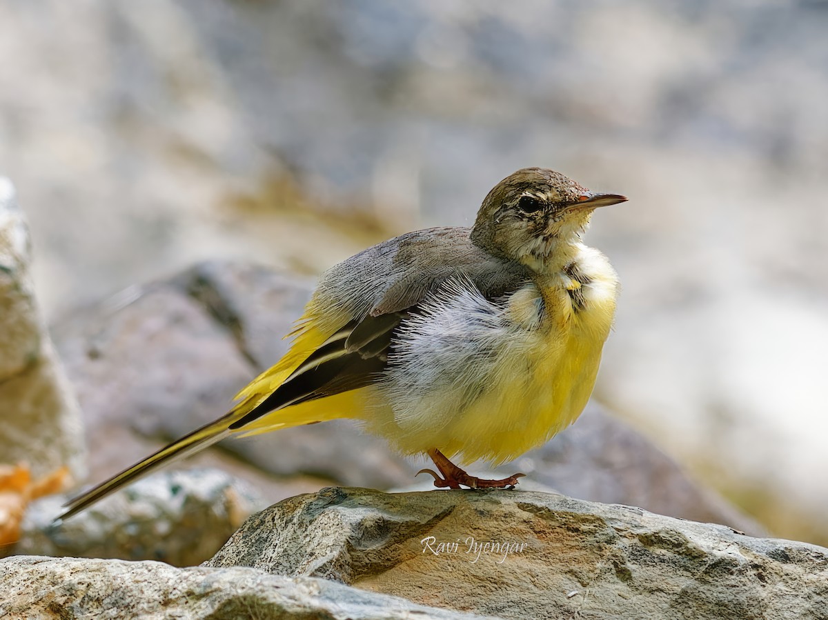 Gray Wagtail - ML616241759