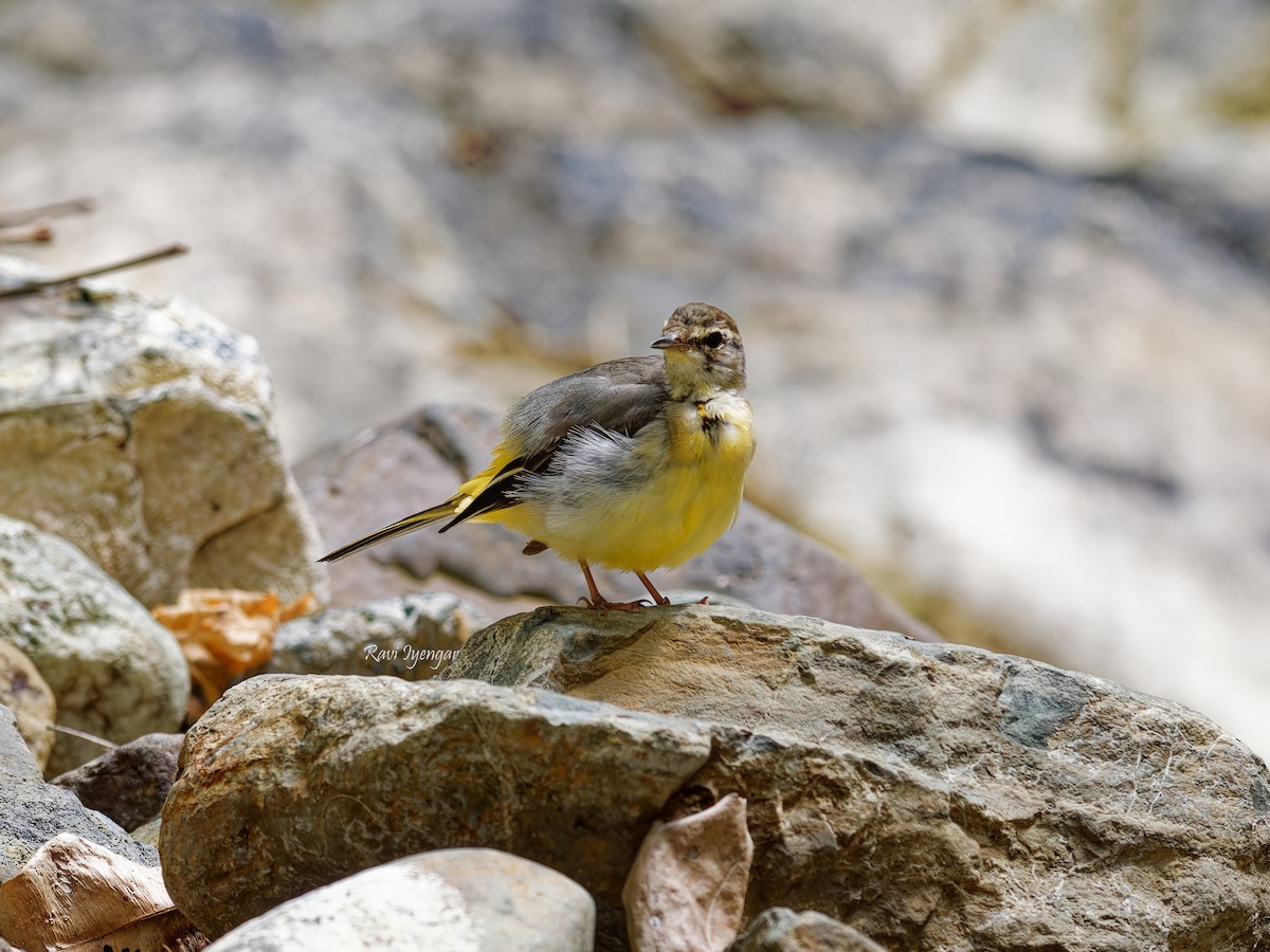 Gray Wagtail - ML616241761