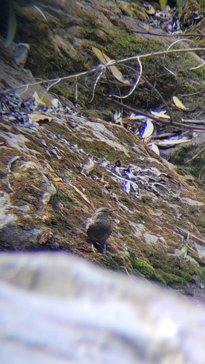 Brown Dipper - Pradeep Dobhal