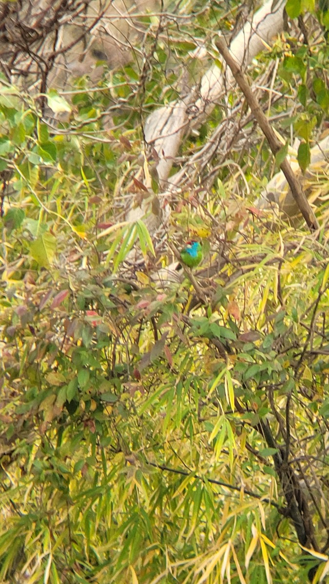 Blue-throated Barbet - ML616241785