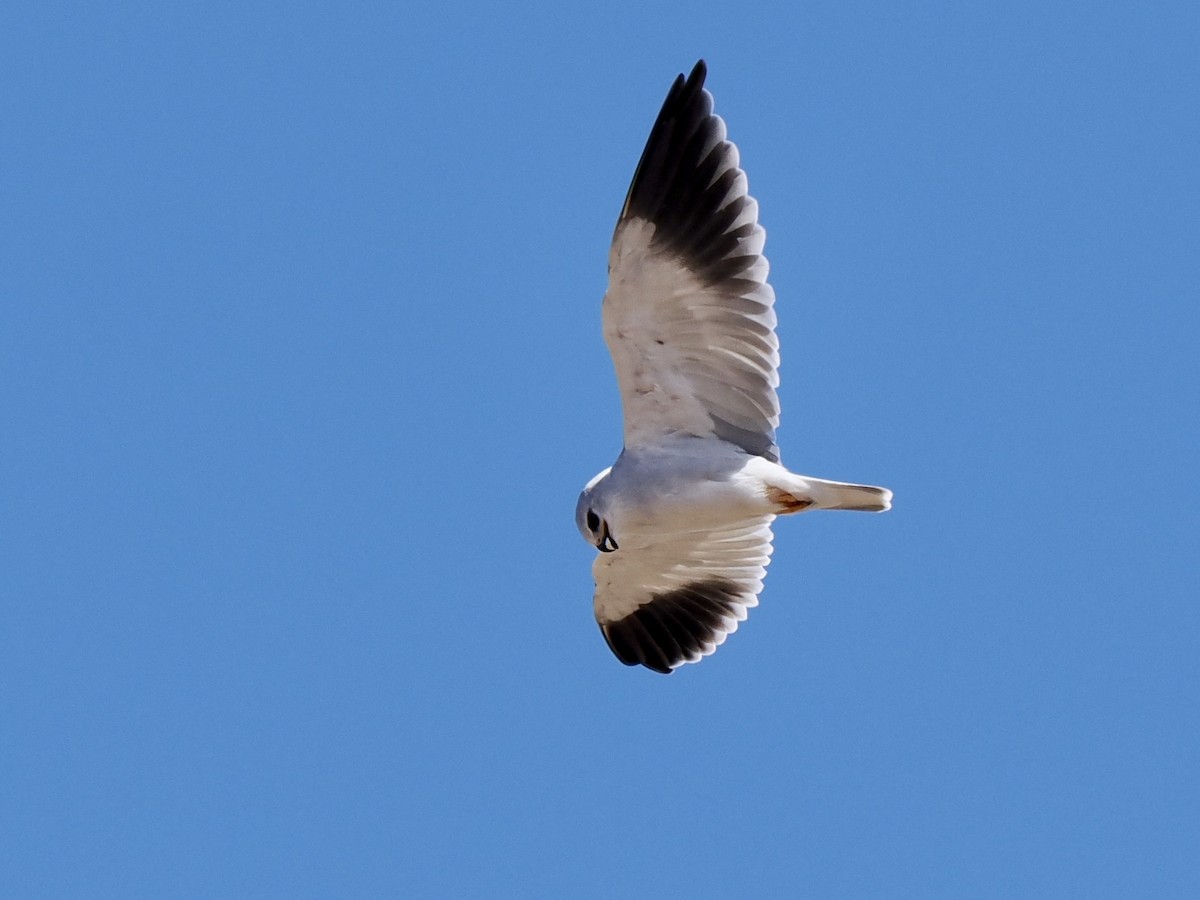 Black-winged Kite (African) - Gabriel Willow