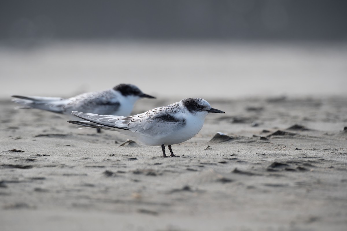 White-fronted Tern - ML616241797