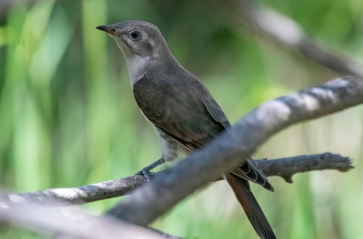 Horsfield's Bronze-Cuckoo - ML616241822