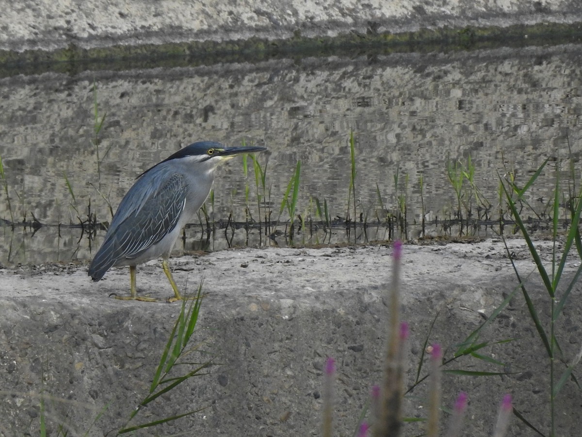 Striated Heron - 羅 美玉