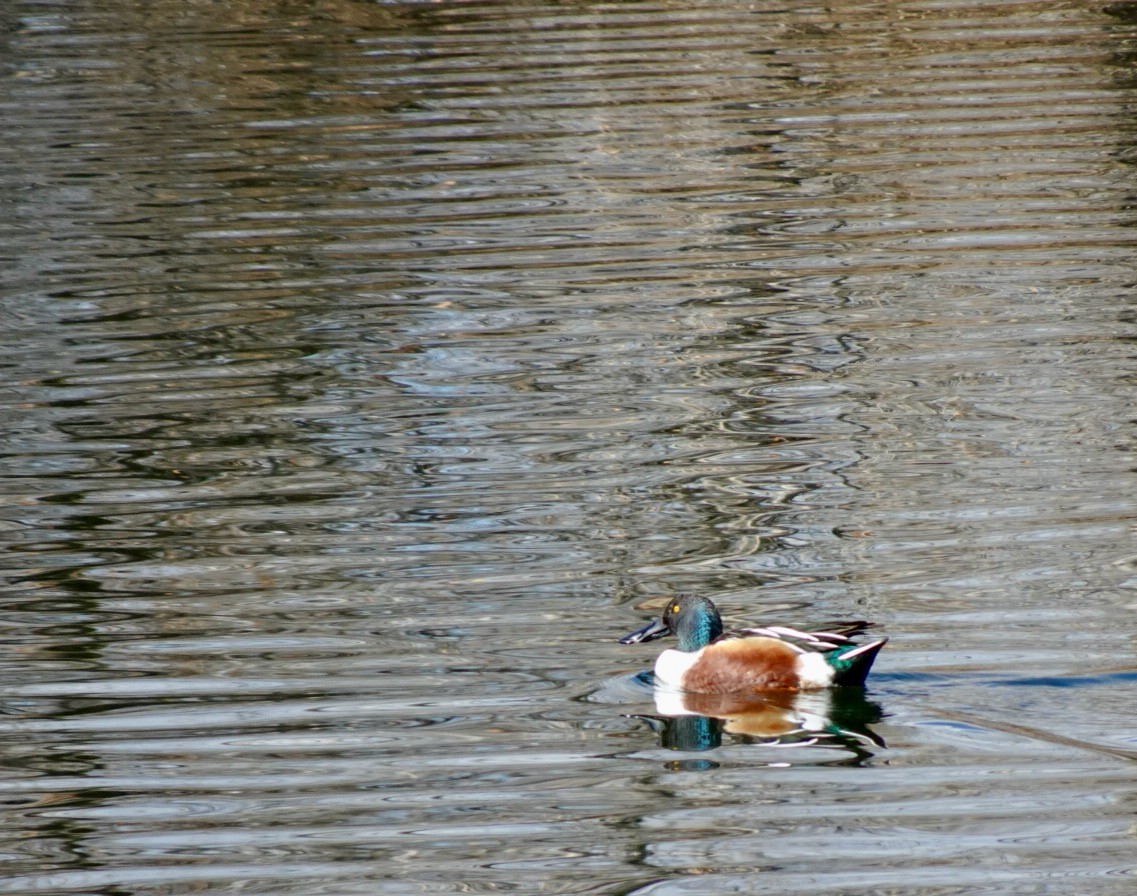 Northern Shoveler - ML616241947