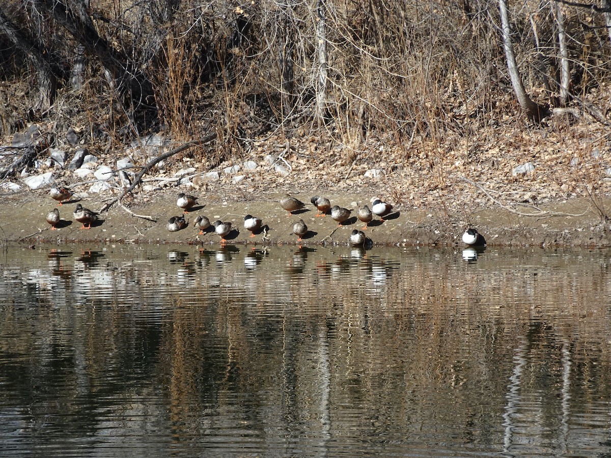 Northern Shoveler - ML616241948