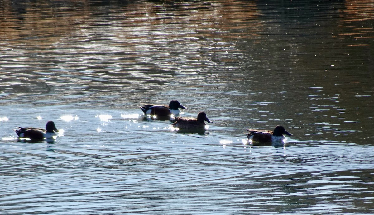 Northern Shoveler - ML616241957