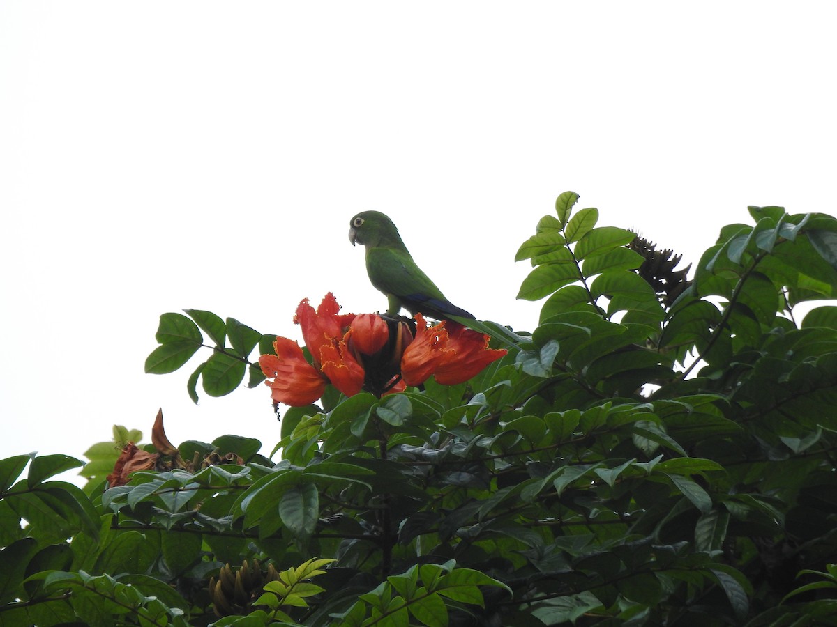 Olive-throated Parakeet (Jamaican) - ML616241963