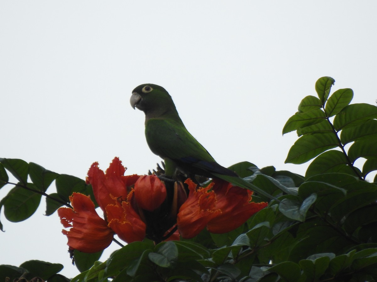 Olive-throated Parakeet (Jamaican) - ML616241964