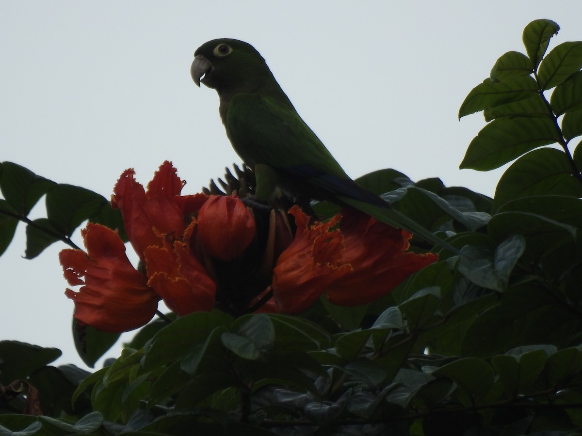 Olive-throated Parakeet (Jamaican) - ML616241965