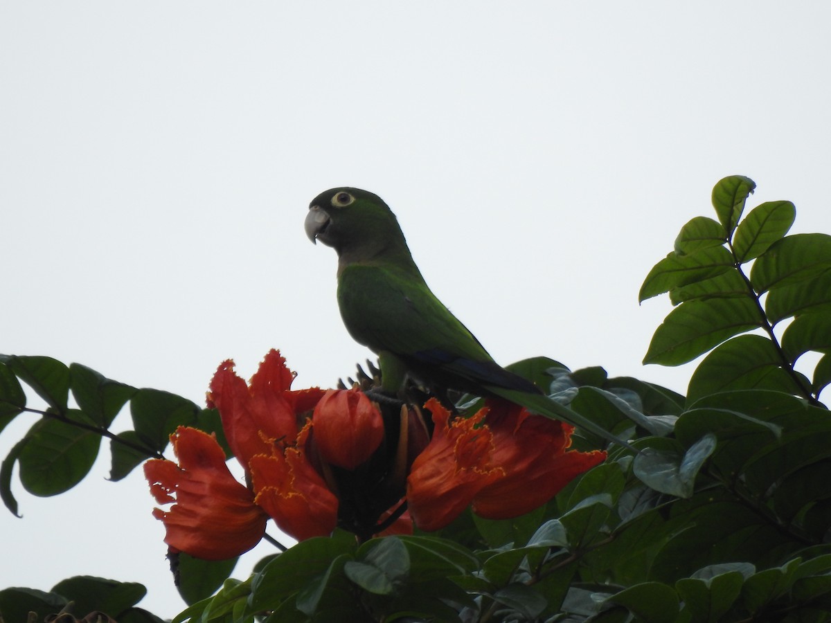 Olive-throated Parakeet (Jamaican) - ML616241966