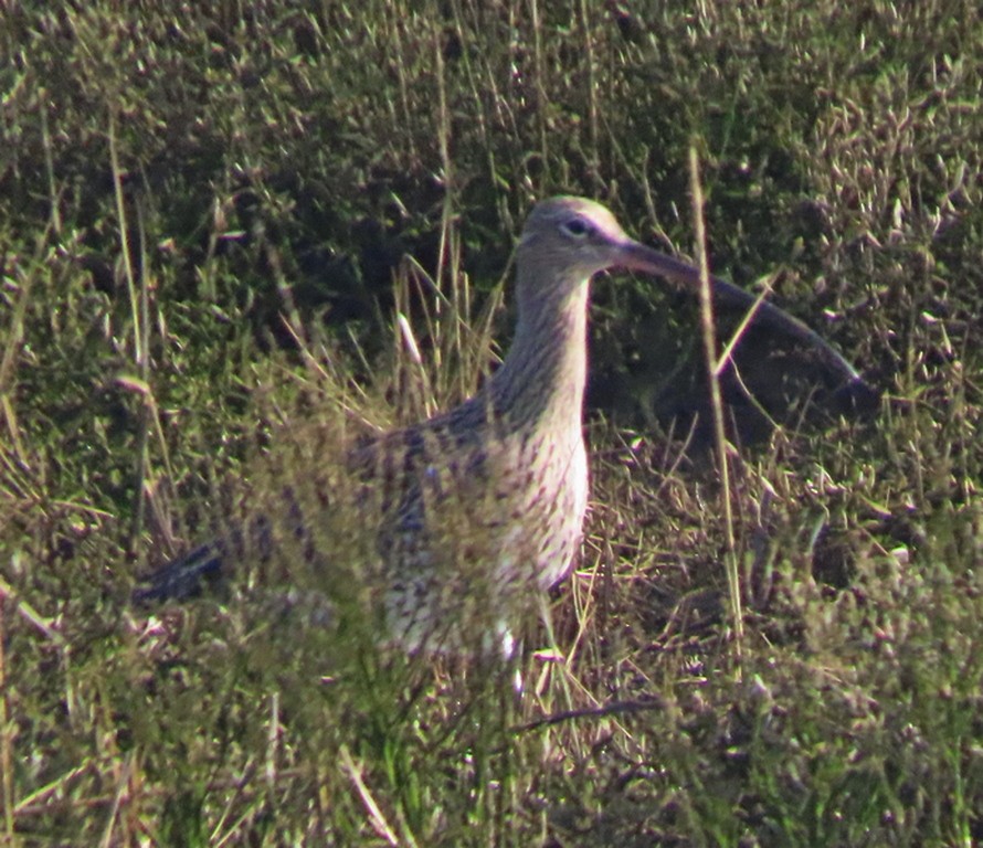 Eurasian Curlew - George and Teresa Baker