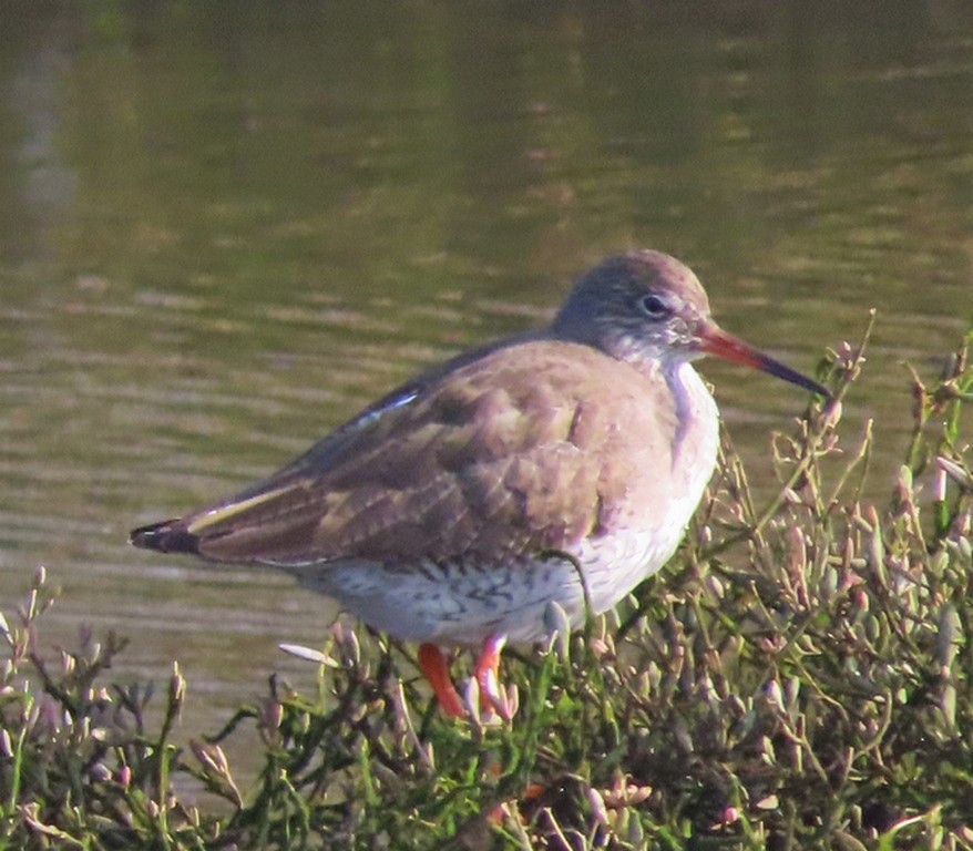 Common Redshank - ML616241979