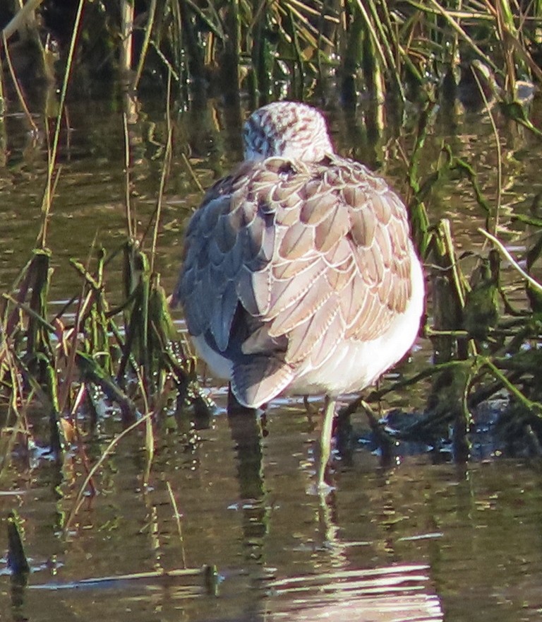 Common Greenshank - ML616241981