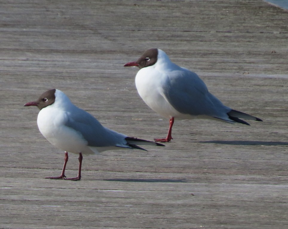 Black-headed Gull - ML616241986