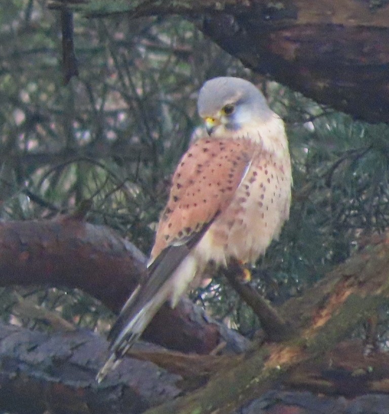 Eurasian Kestrel - ML616241999