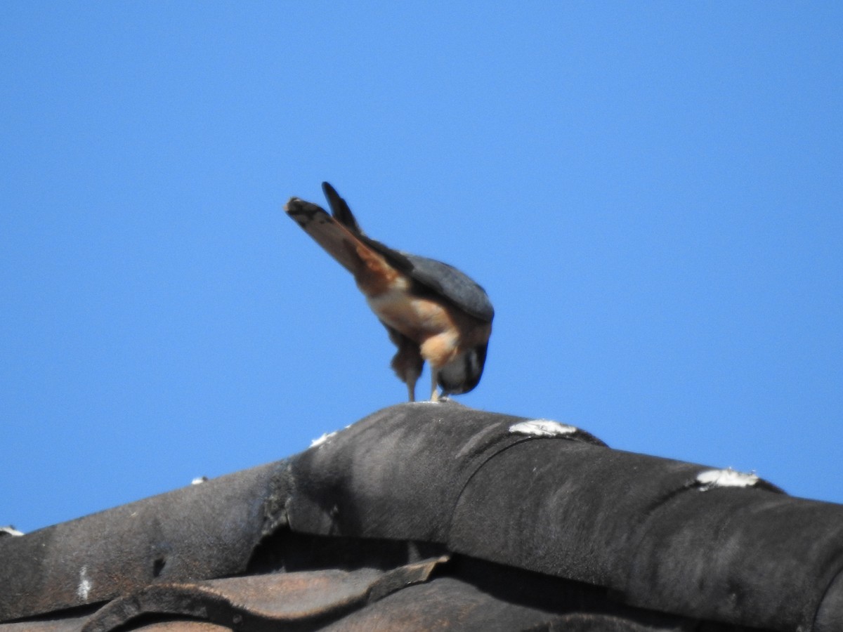 American Kestrel (Cuban) - Heath Harlan