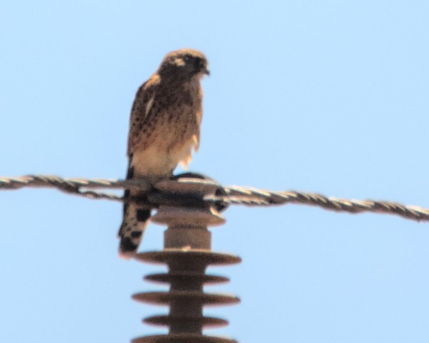 Rock Kestrel - Cameron Blair