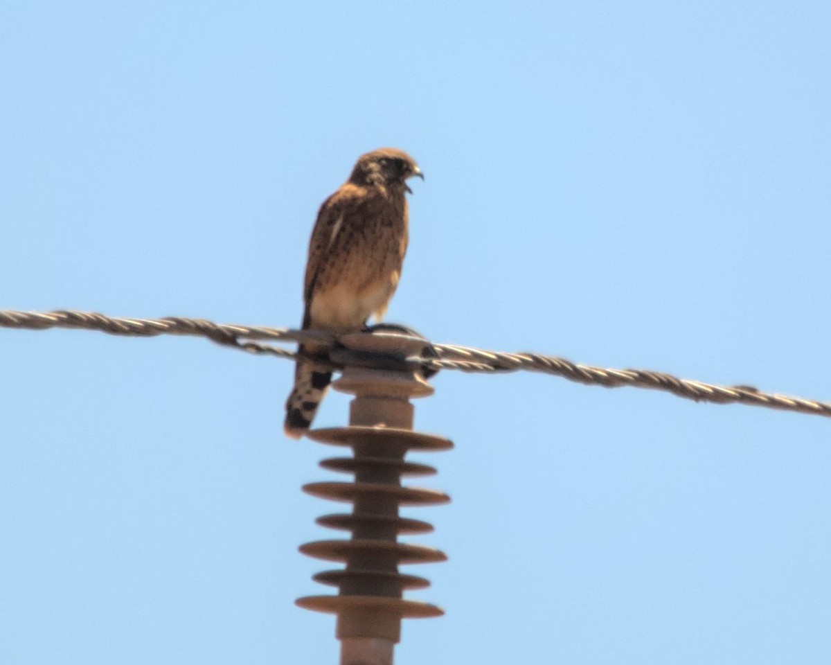 Rock Kestrel - ML616242054